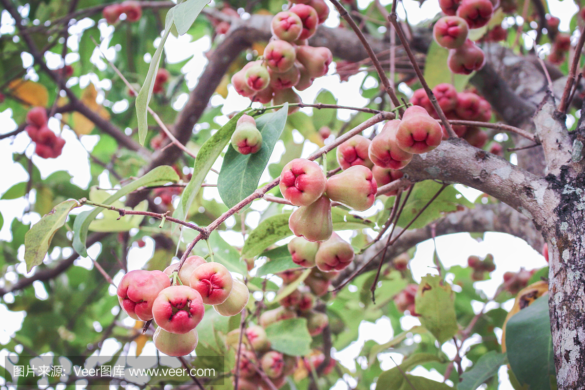 大自然的一串玫瑰苹果群挂在树上,五颜六色的热带水果