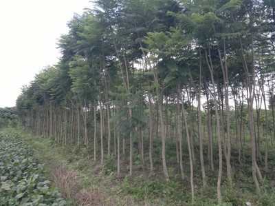 福建绿化苗木批发/漳州蓝花楹批发|一淘网优惠购|购就省钱